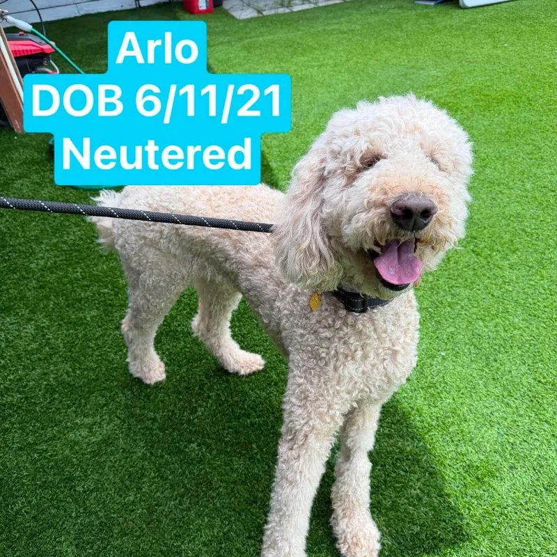Arlo