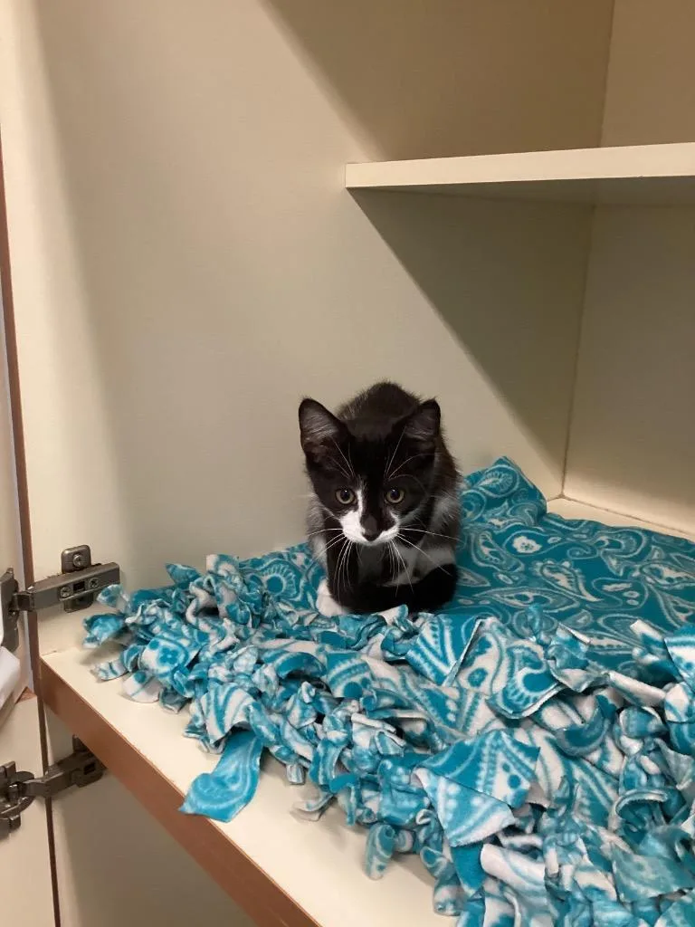 A baby medium-sized male Domestic Short Hair cat named Harry for adoption in Bloomington, IN