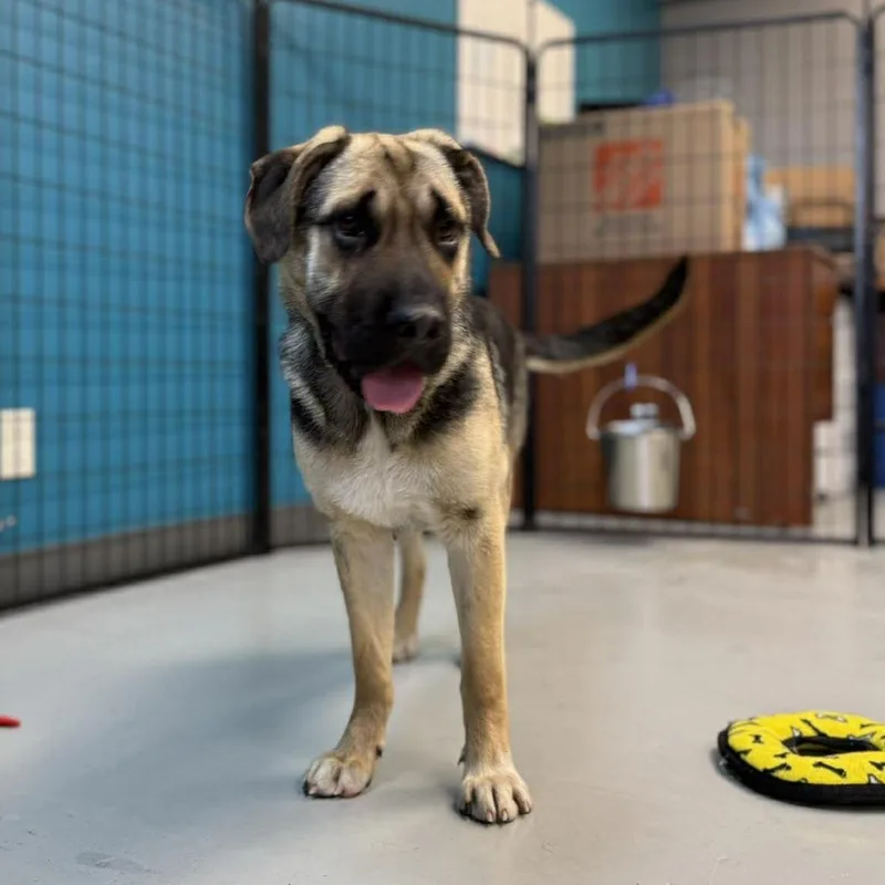 A young medium-sized female Black Mixed Breed dog named Juniper for adoption in Bend, OR