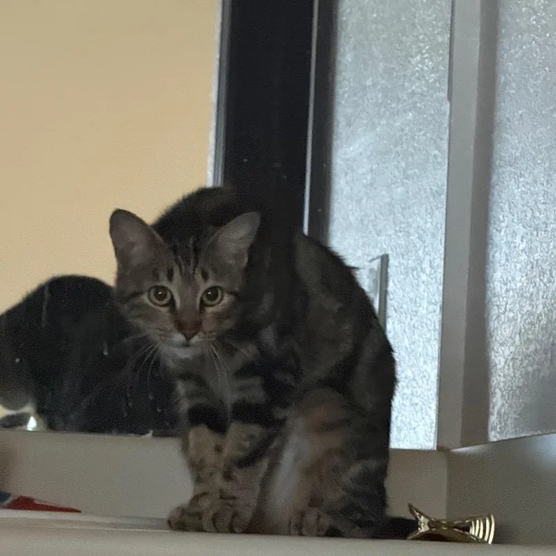 A young small-sized female Brown / Chocolate Domestic Short Hair cat named Aurora for adoption in Tulsa, OK