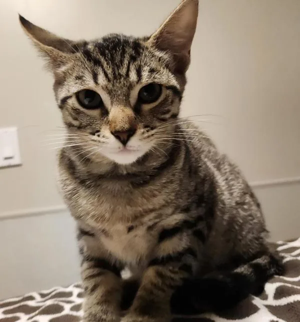 A baby medium-sized female Domestic Short Hair cat named Stormfly for adoption in Dublin, CA