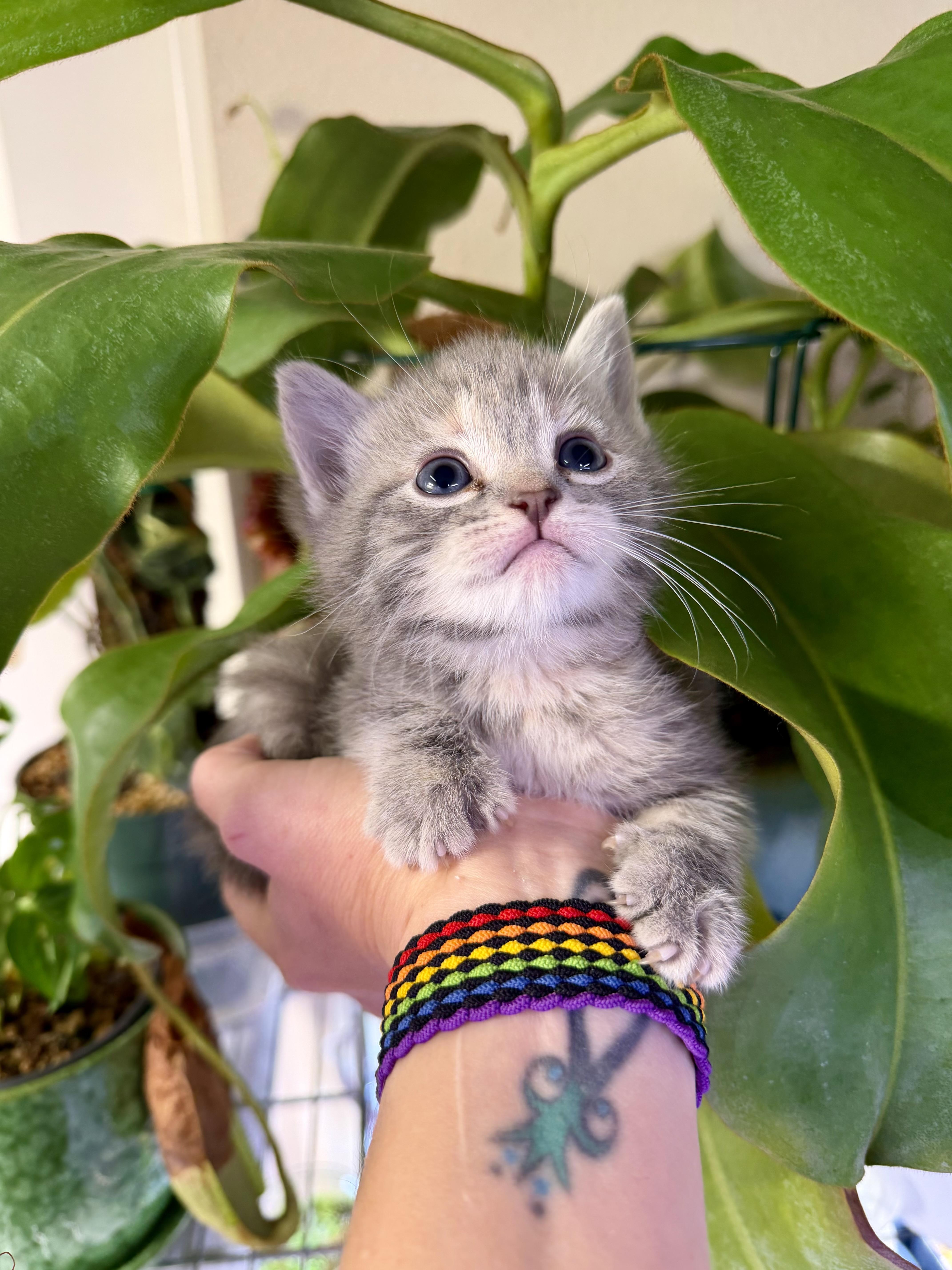 A baby medium-sized female Gray / Blue / Silver Domestic Short Hair cat named Foxy Meeps for adoption in Hillsboro, OR