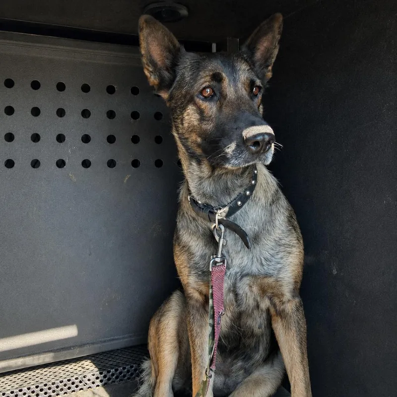 An adult large-sized female Brown / Chocolate German Shepherd Dog dog named Gorda for adoption in Westminster, CA