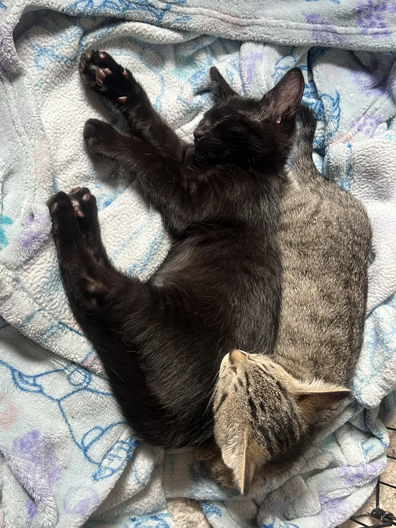Lanai & Coop thumbnail 4
