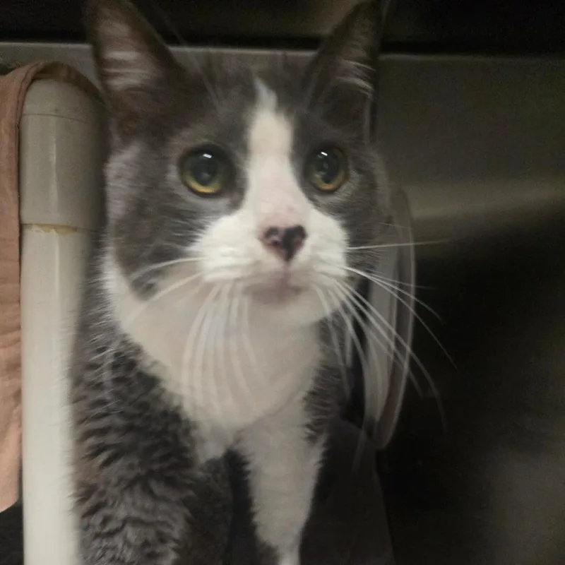 A senior large-sized female Gray / Blue / Silver Domestic Short Hair cat named Rocky for adoption in Kennebunk, ME