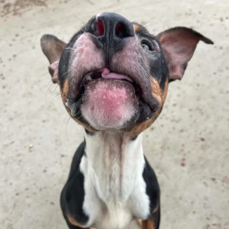 An adult medium-sized male Pit Bull Terrier dog named Sergio D for adoption in Princeton, MN