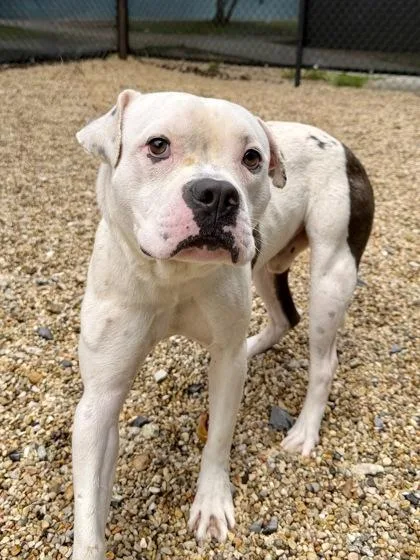 An adult large-sized male Boxer dog named Dine for adoption in New Orleans, LA