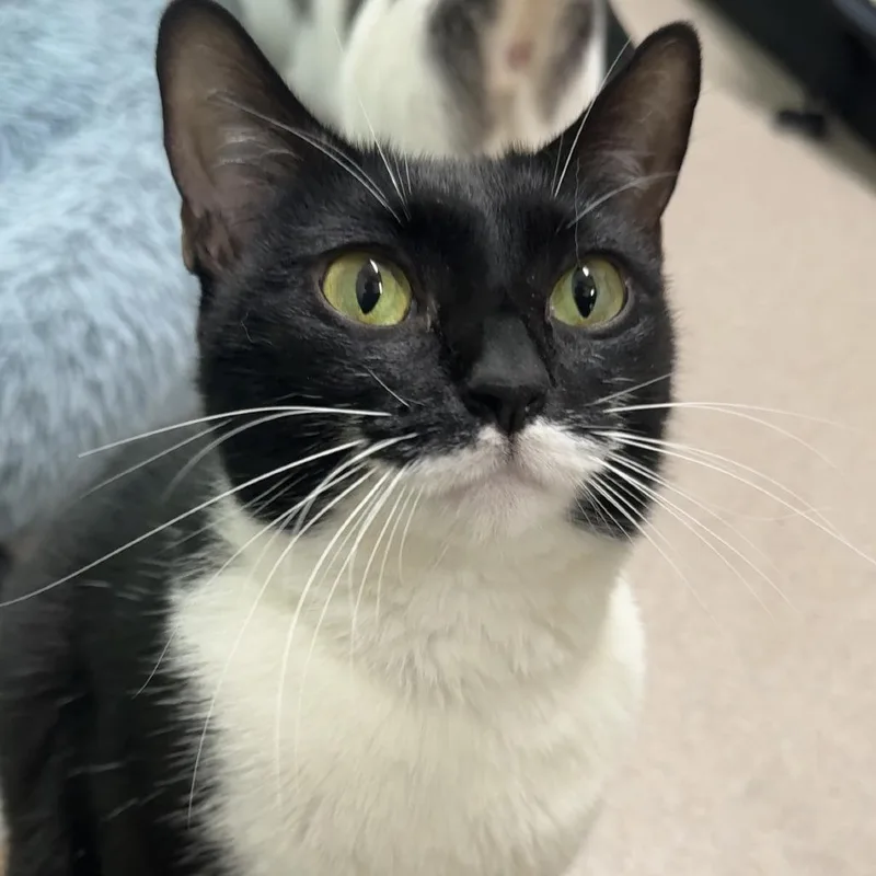 An adult small-sized female Black Domestic Short Hair cat named Emma for adoption in Branford, CT