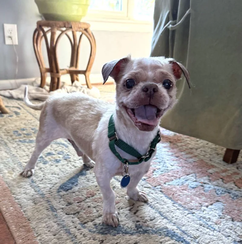 A senior small-sized male White / Cream Mixed Breed dog named Rio Anthony for adoption in Alexandria, VA