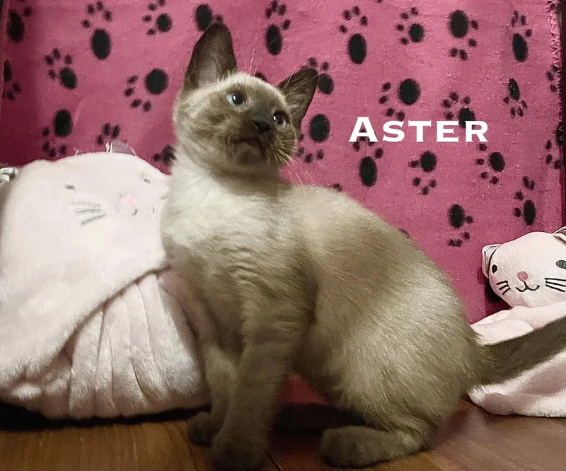 Aster