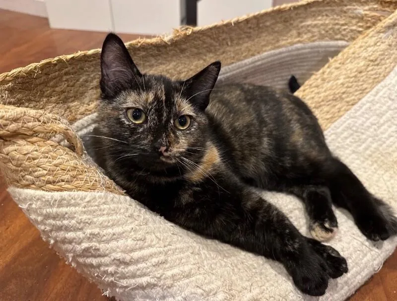A young medium-sized female Tortoiseshell Domestic Short Hair cat named Calypso for adoption in North Babylon, NY