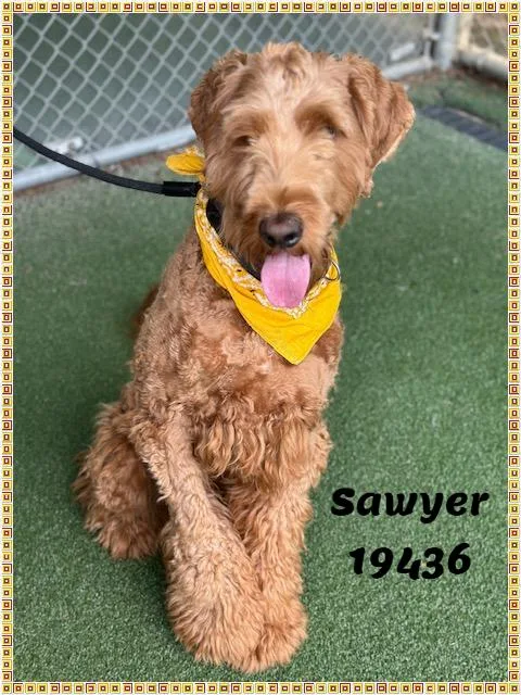 An adult large-sized male Red / Chestnut / Orange Labradoodle dog named Sawyer See Also Brody for adoption in Marietta, GA