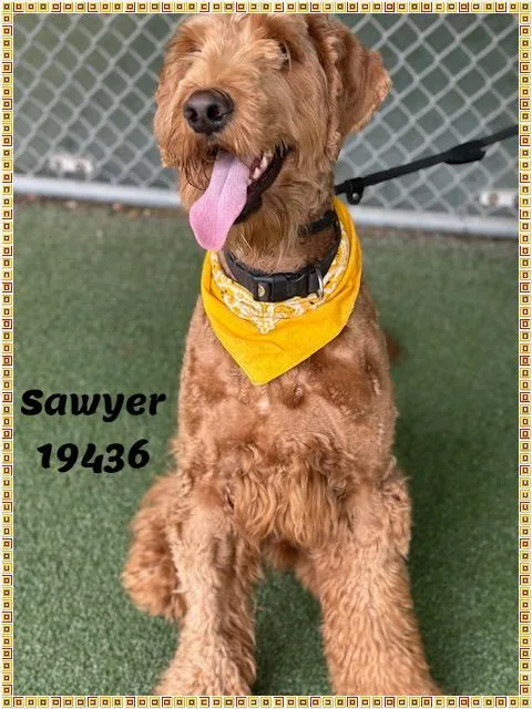 Sawyer See Also Brody thumbnail 2