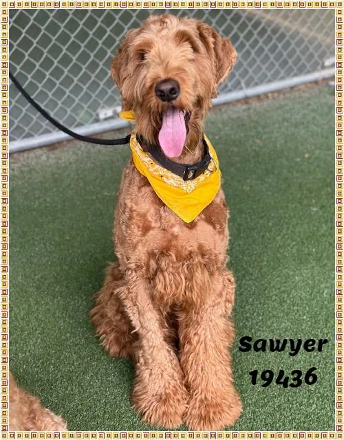 Sawyer See Also Brody thumbnail 3