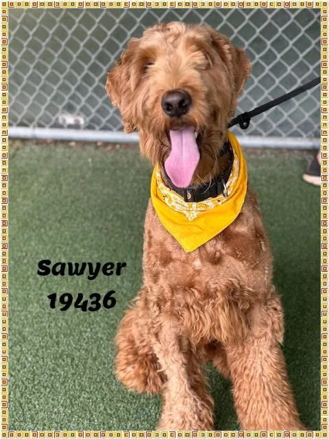 Sawyer See Also Brody thumbnail 4