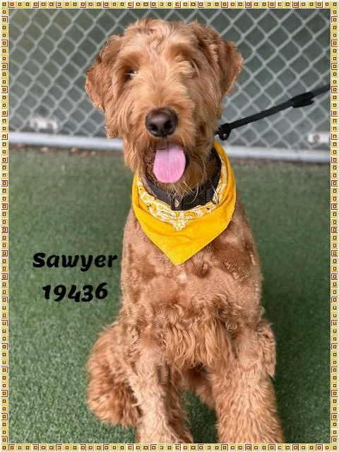 Sawyer See Also Brody thumbnail 5
