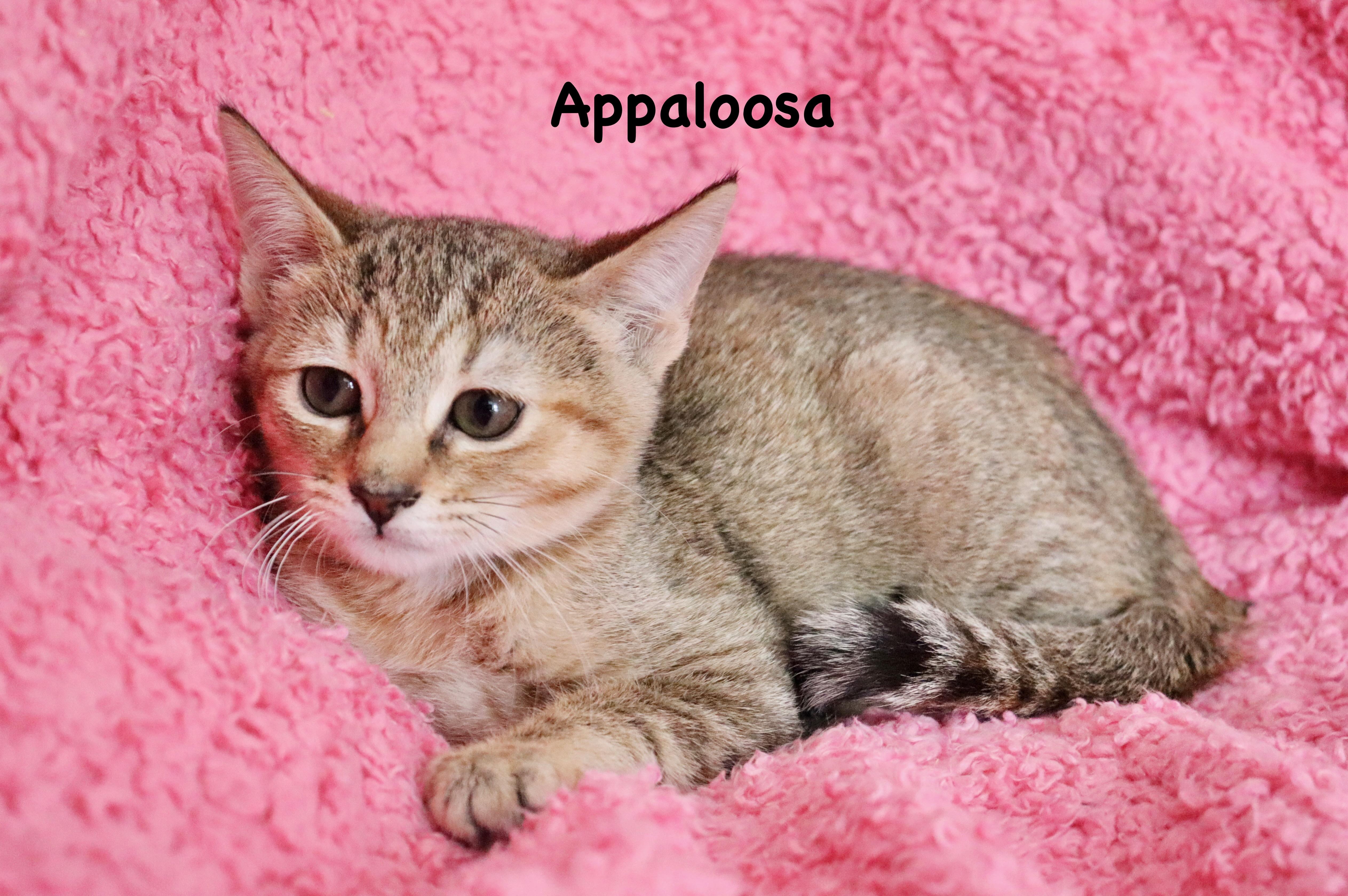 Appaloosa thumbnail 2