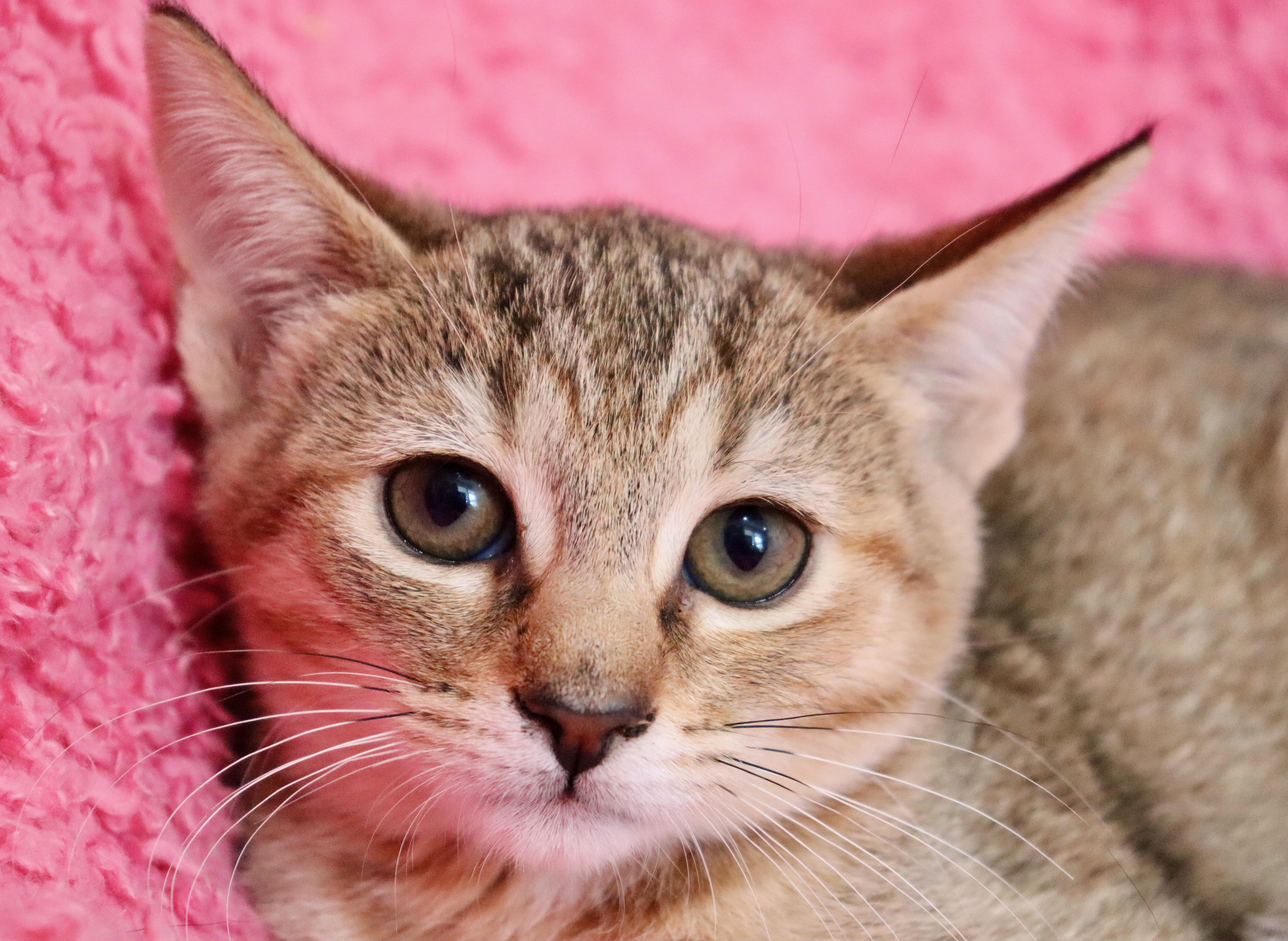 Appaloosa thumbnail 3