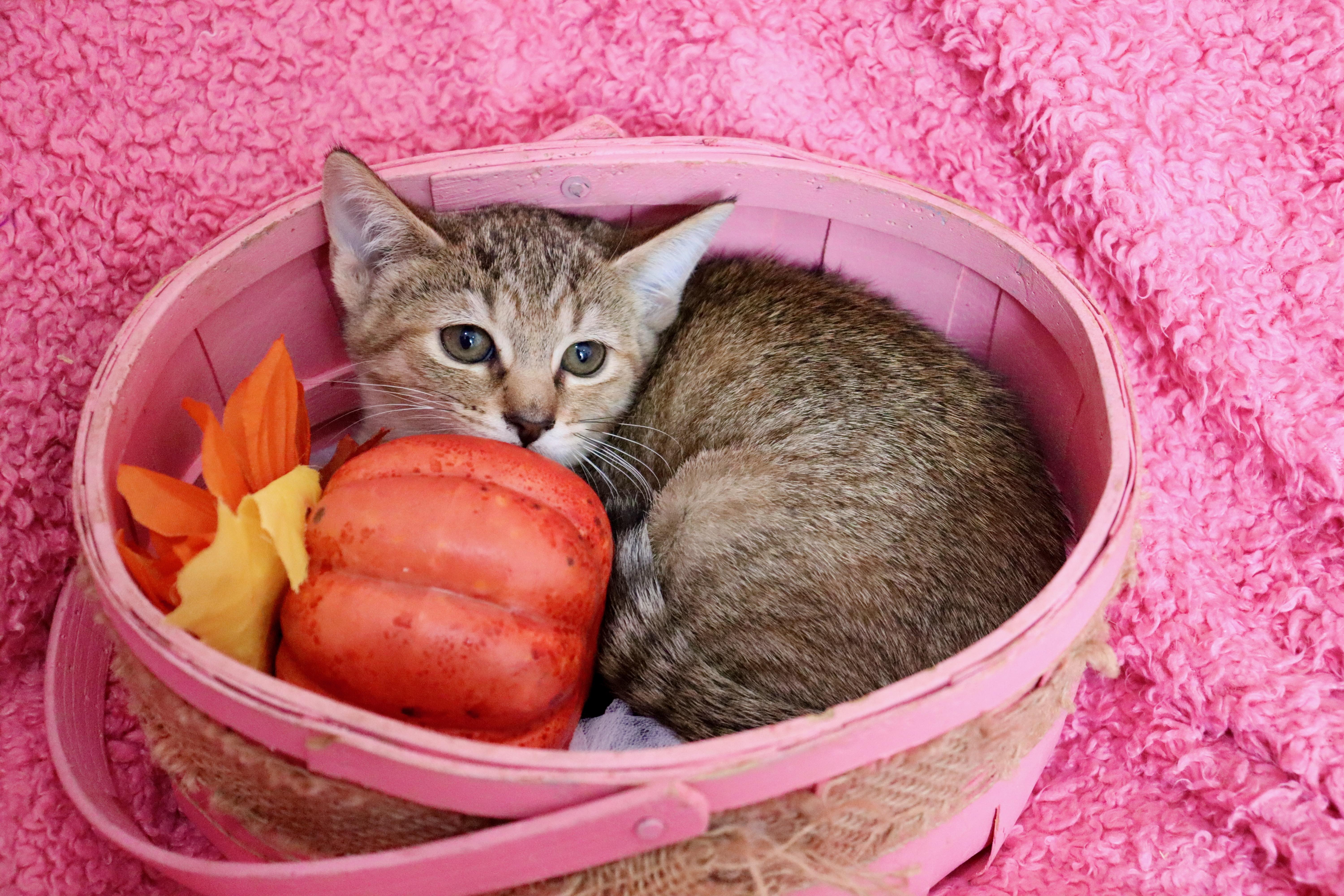 Appaloosa thumbnail 4