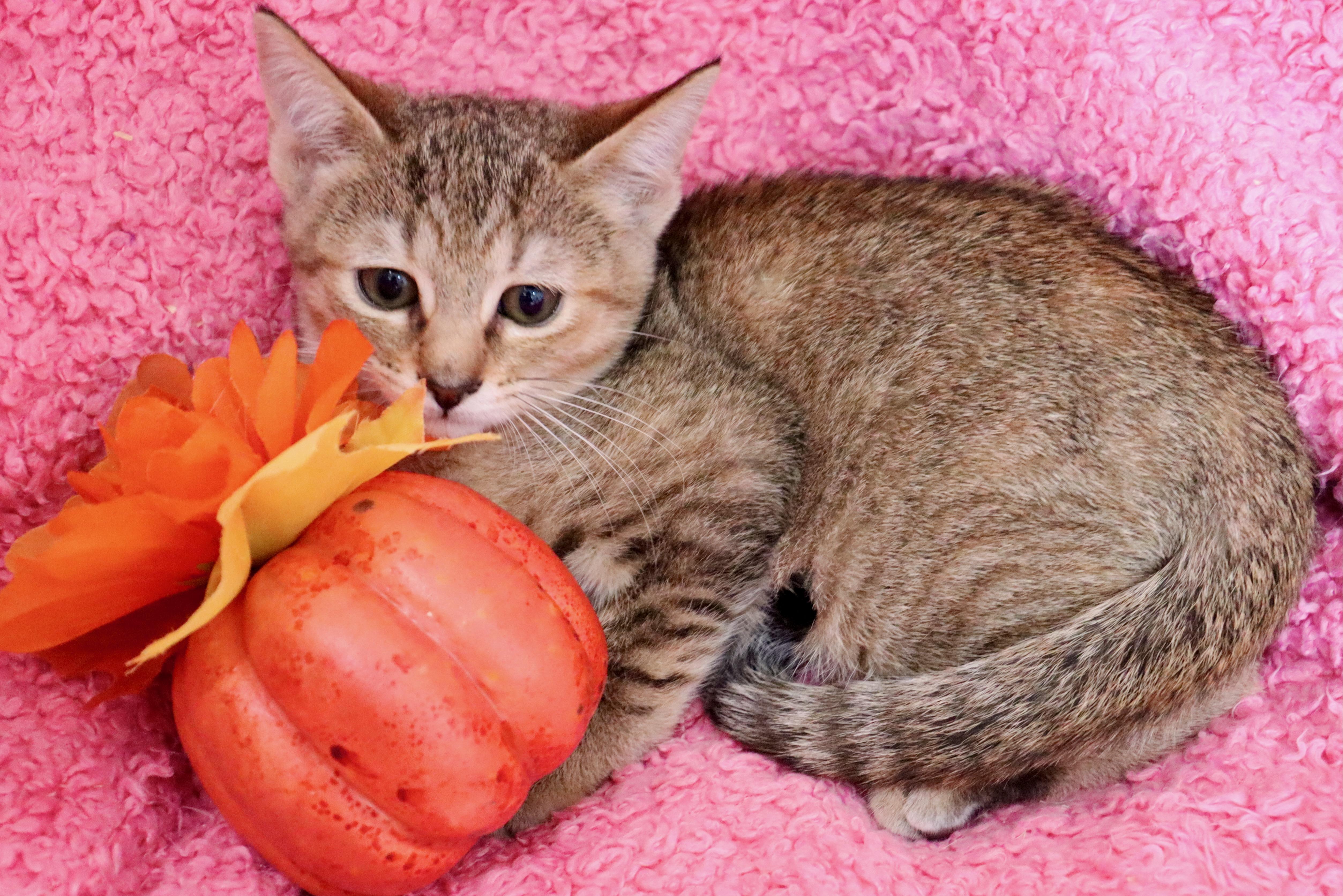 Appaloosa thumbnail 6