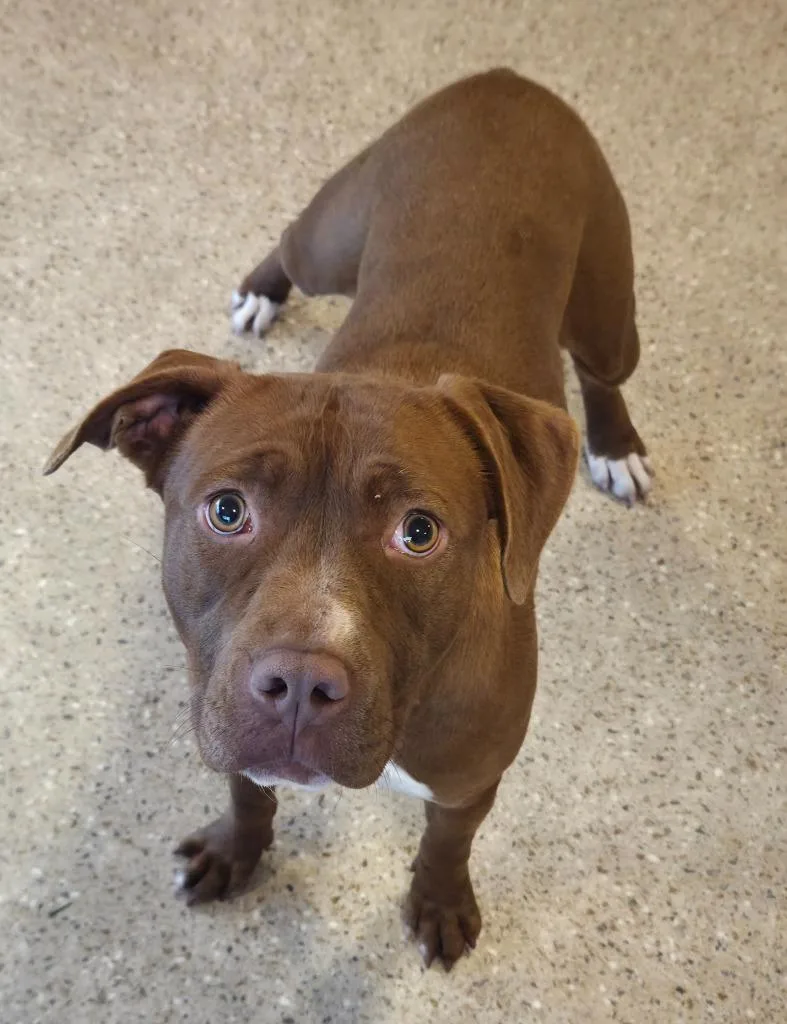 A young medium-sized female Pit Bull Terrier dog named Asha for adoption in Gold Beach, OR