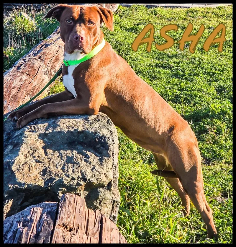 Asha thumbnail 2