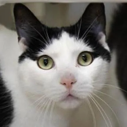 An adult large-sized male White Domestic Short Hair cat named Steven for adoption in North Branford, CT