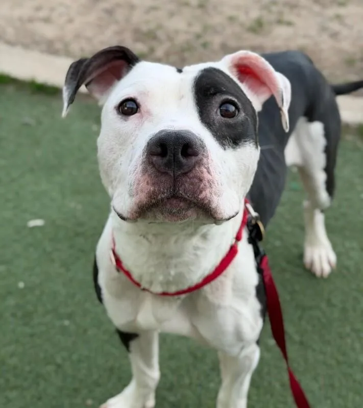 An adult medium-sized female White / Cream Pit Bull Terrier dog named Journey for adoption in Fruit Heights, UT