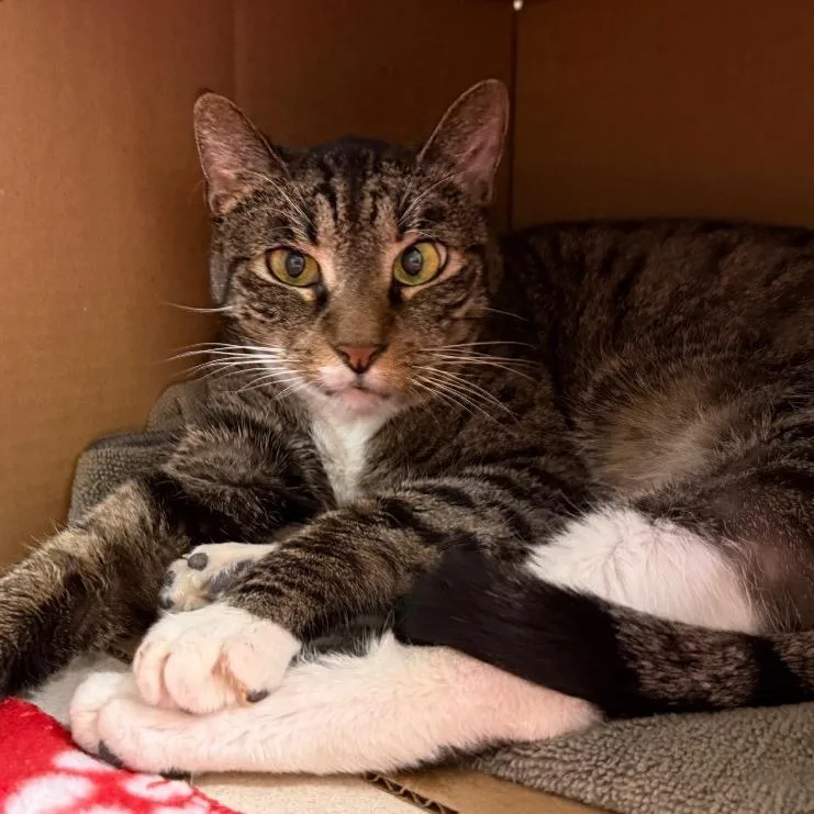 A senior large-sized male Brown / Chocolate Domestic Short Hair cat named Rusty for adoption in Ballston Spa, NY