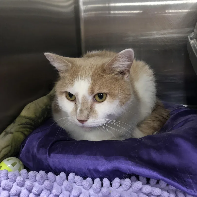 An adult medium-sized male Buff & White Domestic Short Hair cat named Tate for adoption in Greensburg, PA