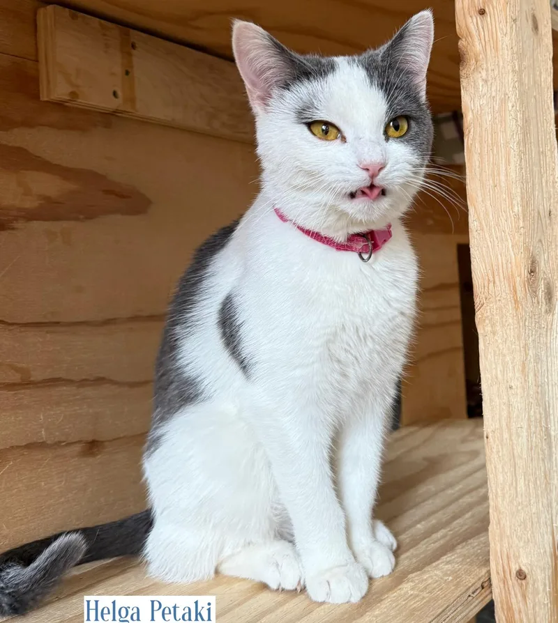 Sasha & Helga Petaki thumbnail 3