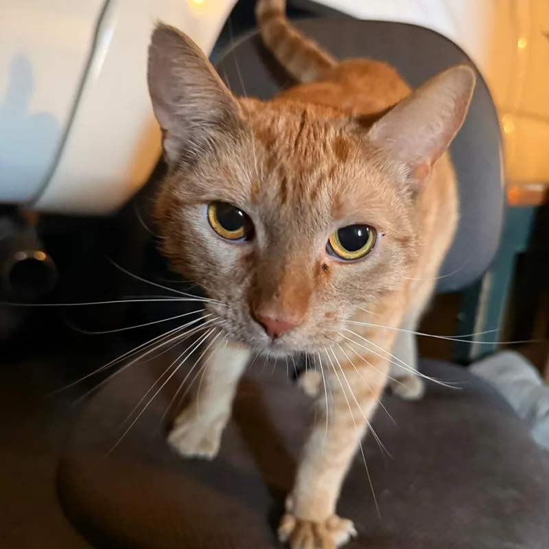 An adult large-sized female Orange / Red Domestic Short Hair cat named Sol for adoption in Riverside, CA