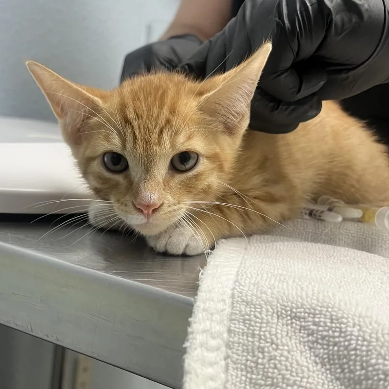 A baby small-sized male Orange / Red Domestic Short Hair cat named El Toro Loco for adoption in Riverside, CA