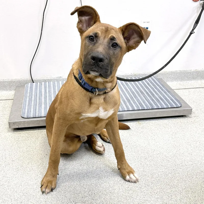 A young medium-sized male Red / Chestnut / Orange Mixed Breed dog named Cliff for adoption in Franklin, TN