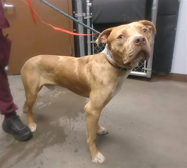 An adult large-sized male Pit Bull Terrier dog named Bear for adoption in Phoenix, AZ