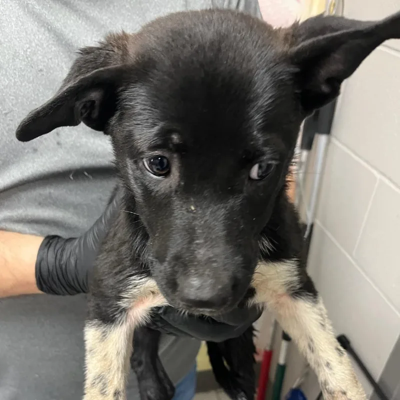 A baby medium-sized female Black Mixed Breed dog named Angel for adoption in Lufkin, TX