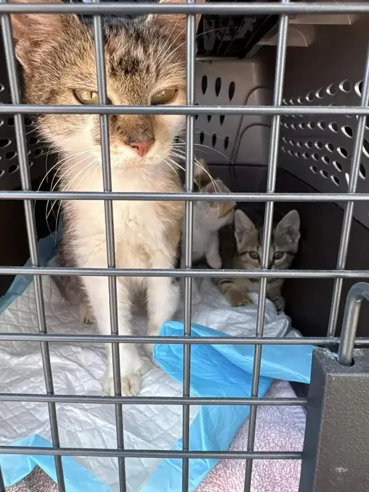 A young medium-sized female Domestic Short Hair cat named Carny for adoption in Grand Rapids, MI