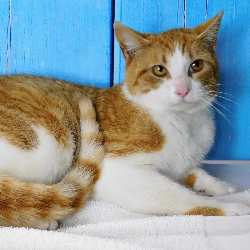 An adult medium-sized male Orange / Red Domestic Short Hair cat named Pops for adoption in Canton, IL