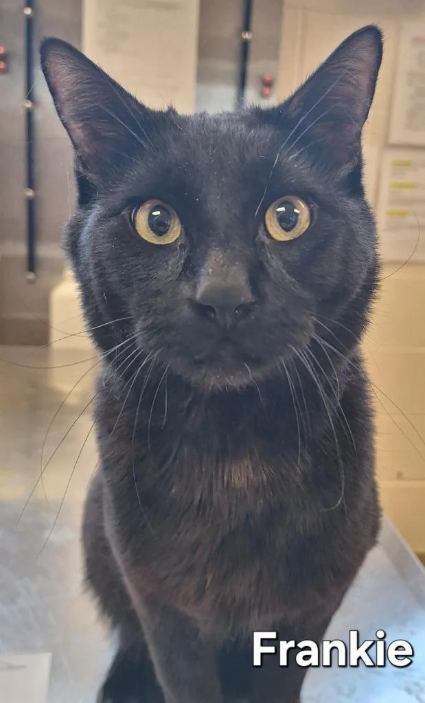 A young large-sized male Domestic Short Hair cat named Frankie for adoption in Grand Forks, ND