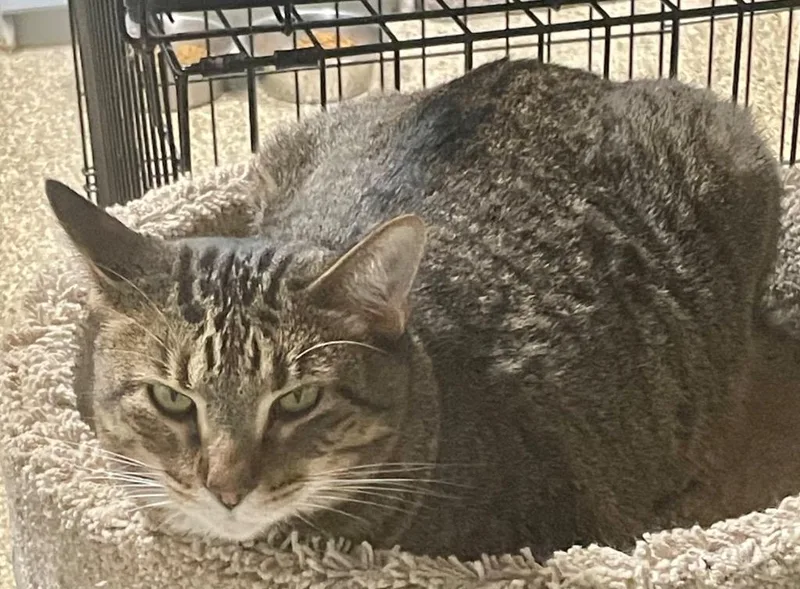 Atlas Bonded With Linus