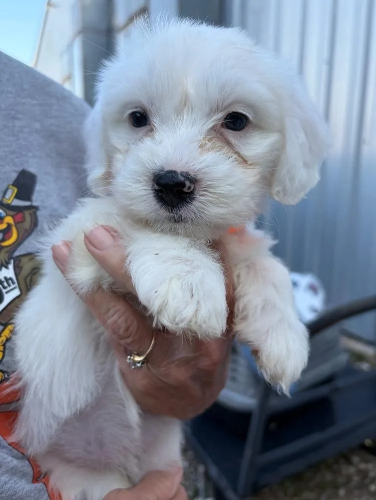 Valentina thumbnail 2
