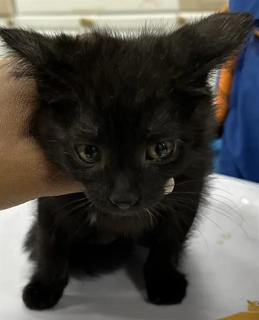 A baby small-sized female Domestic Short Hair cat named Scarlett for adoption in Upper Marlboro, MD