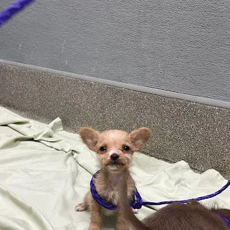 A baby small-sized female Terrier dog named Lifelink for adoption in Las Vegas, NV
