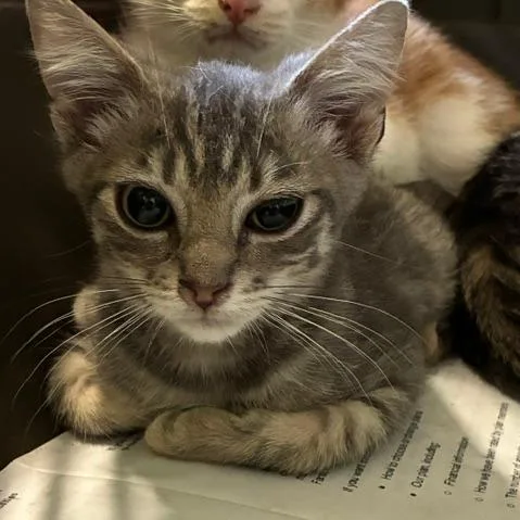 A baby small-sized male Gray / Blue / Silver Domestic Short Hair cat named Santi for adoption in Los Angeles, CA