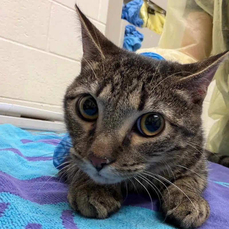 A young medium-sized male Domestic Short Hair cat named Crackers for adoption in Murray, UT