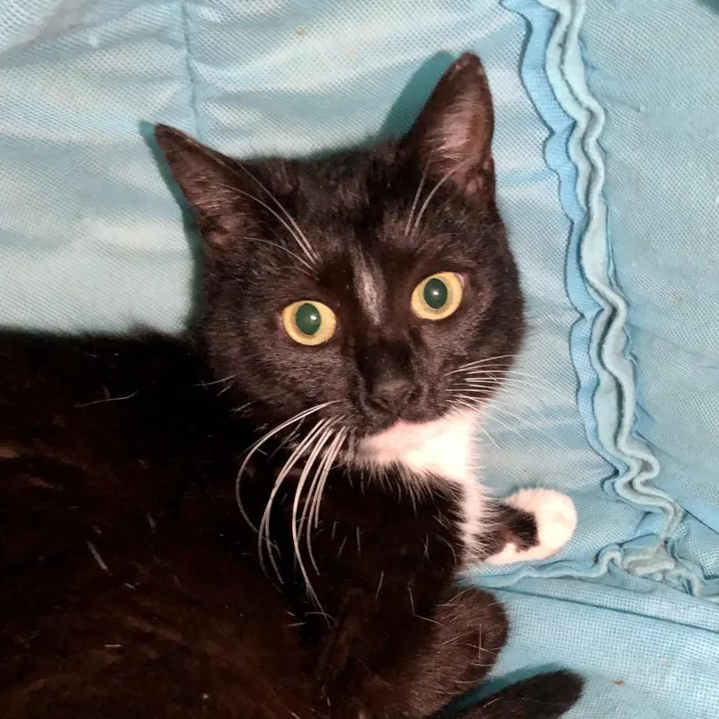 A young medium-sized female Black Domestic Short Hair cat named Amherst for adoption in Salisbury, MA
