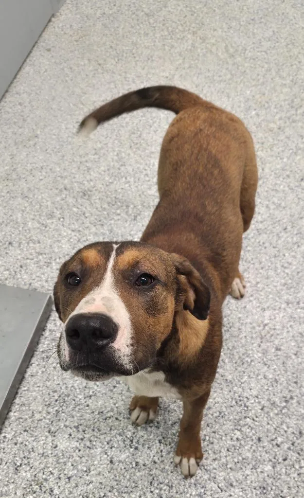 A baby large-sized male Terrier dog named Mark for adoption in Athens, TN