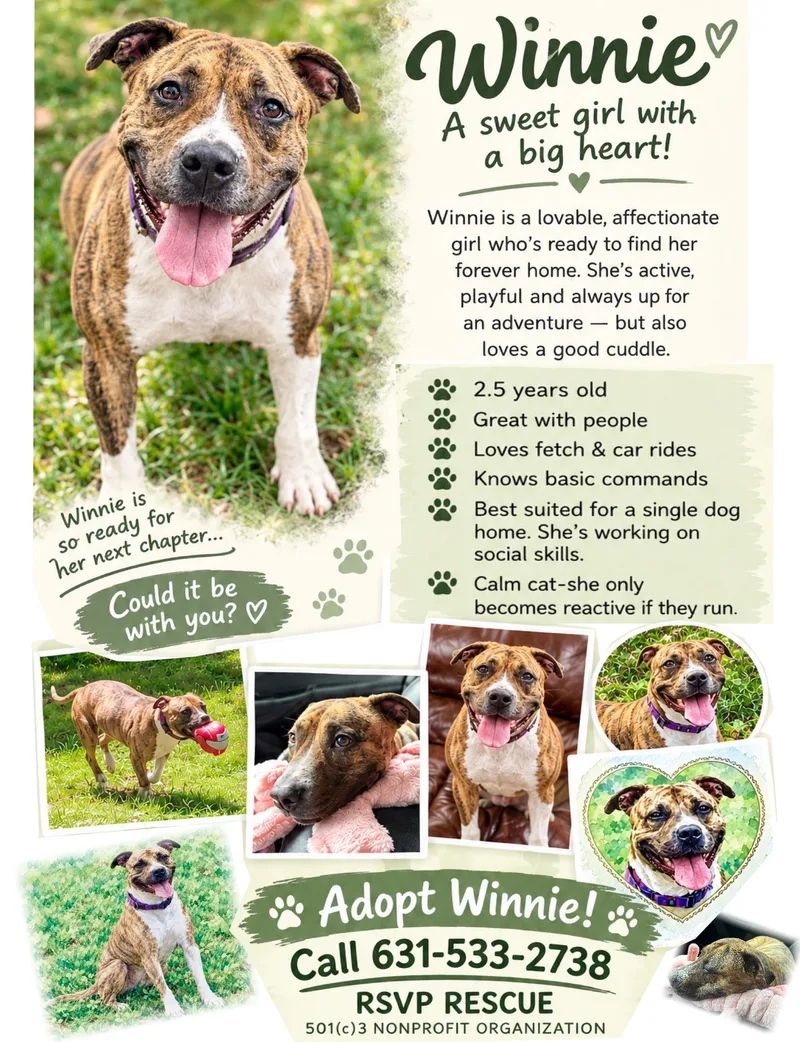 A young medium-sized female Brindle Mixed Breed dog named Winnie for adoption in East Moriches, NY