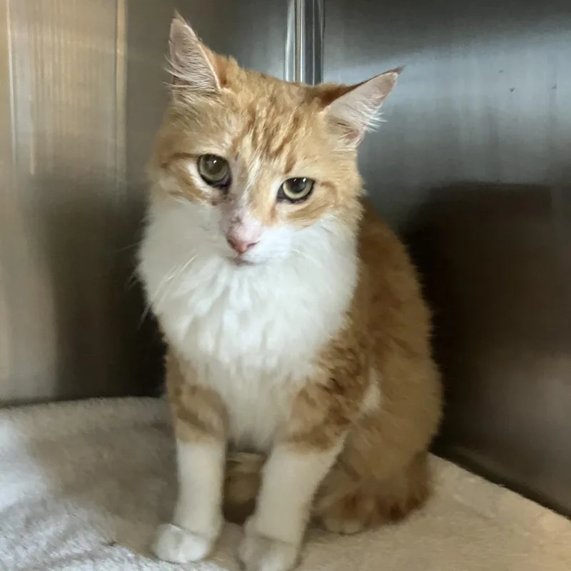 A senior large-sized male Orange / Red Domestic Long Hair cat named Simon Aka Fatboy for adoption in Volcano, HI