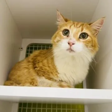 Simon Aka Fatboy thumbnail 2